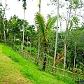 Ubud Picnic Lunch