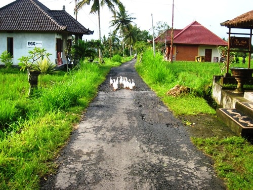 Kayumanis Ubud Trekking Ibah