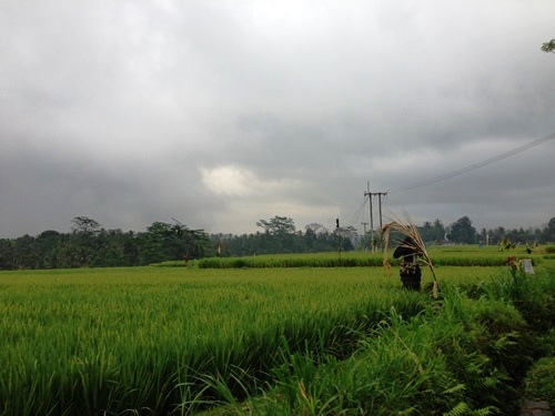 Puri Wulandari Morning Walk
