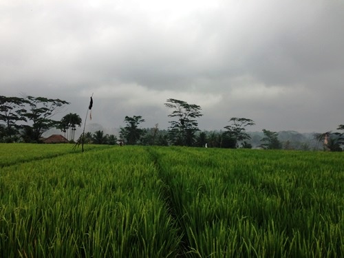 Puri Wulandari Morning Walk