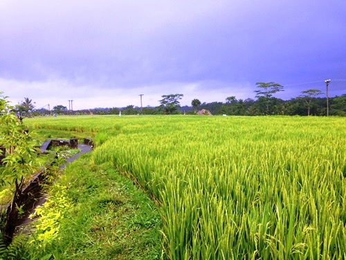 Puri Wulandari Morning Walk