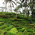 Puri Wulandari Morning Walk