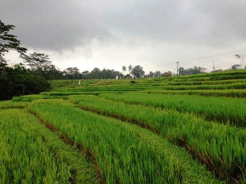 Puri Wulandari Morning Walk