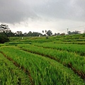 Puri Wulandari Morning Walk