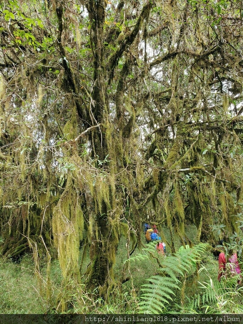 太加太來回走 加羅北池 加羅湖 親子登山 宜蘭