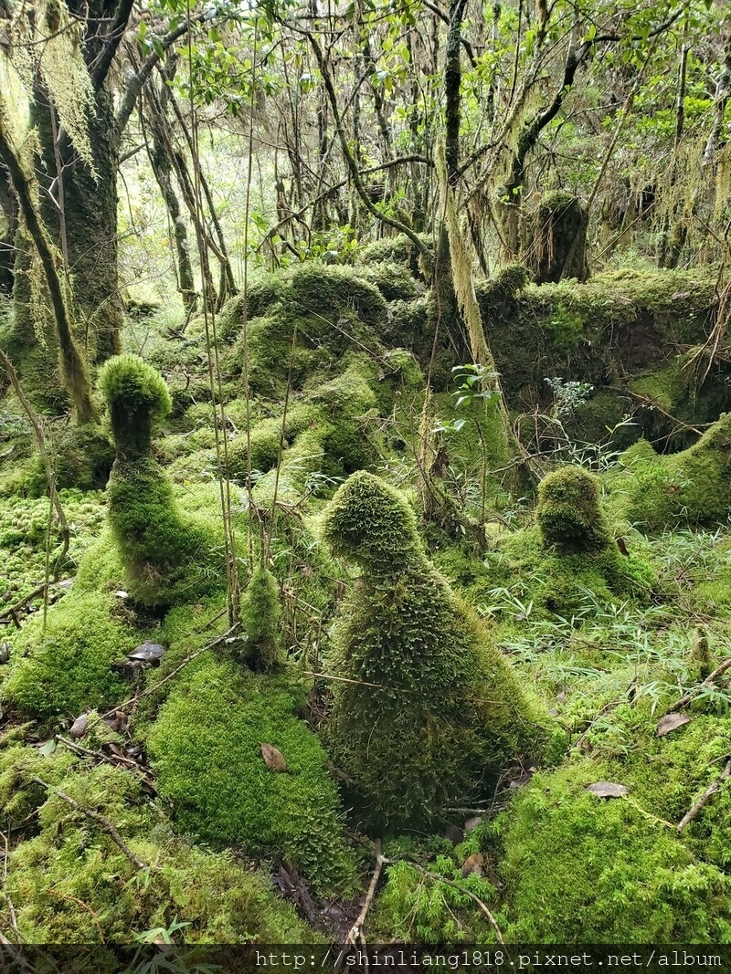 太加太來回走 加羅北池 加羅湖 親子登山 宜蘭