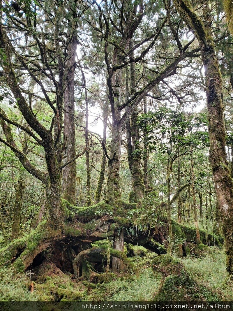 太加太來回走 加羅北池 加羅湖 親子登山 宜蘭