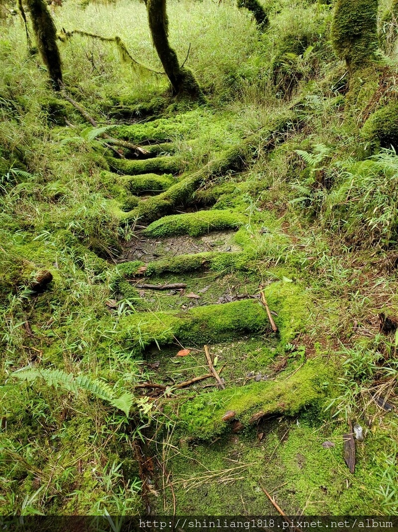 太加太來回走 加羅北池 加羅湖 親子登山 宜蘭