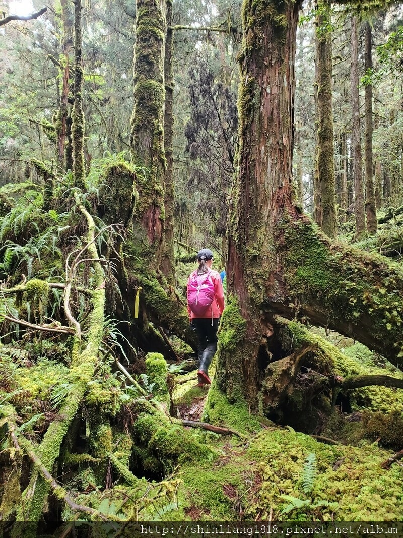 太加太來回走 加羅北池 加羅湖 親子登山 宜蘭