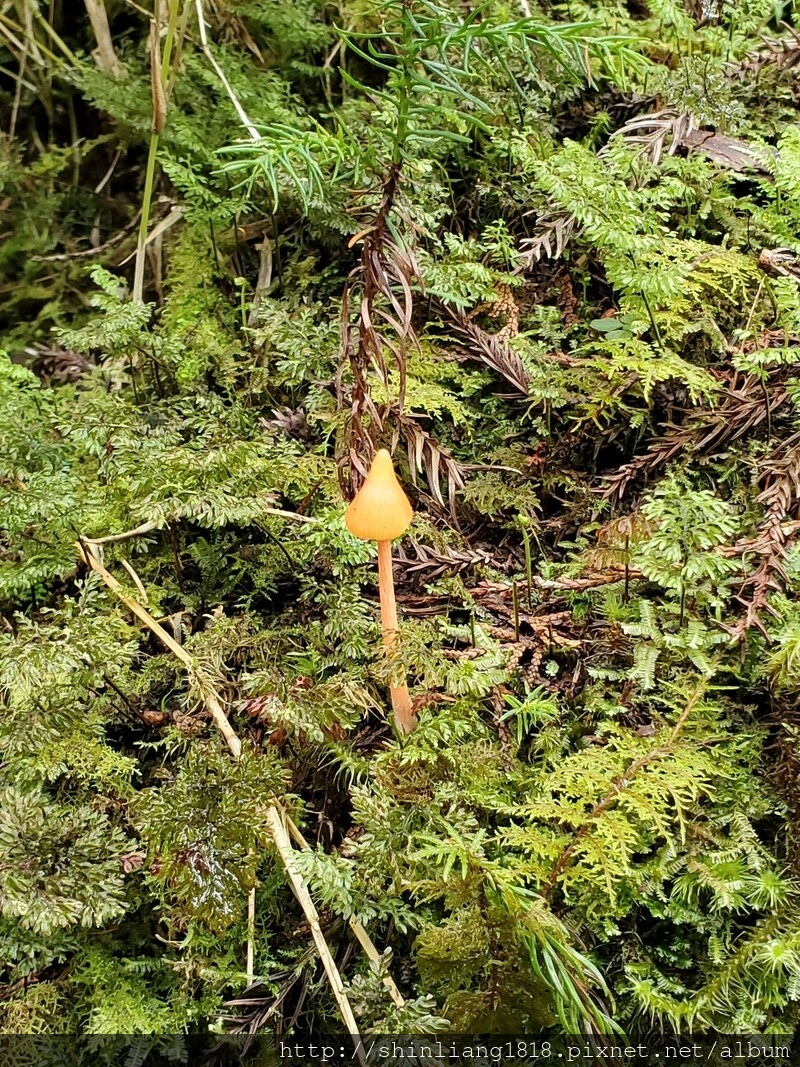 太加太來回走 加羅北池 加羅湖 親子登山 宜蘭