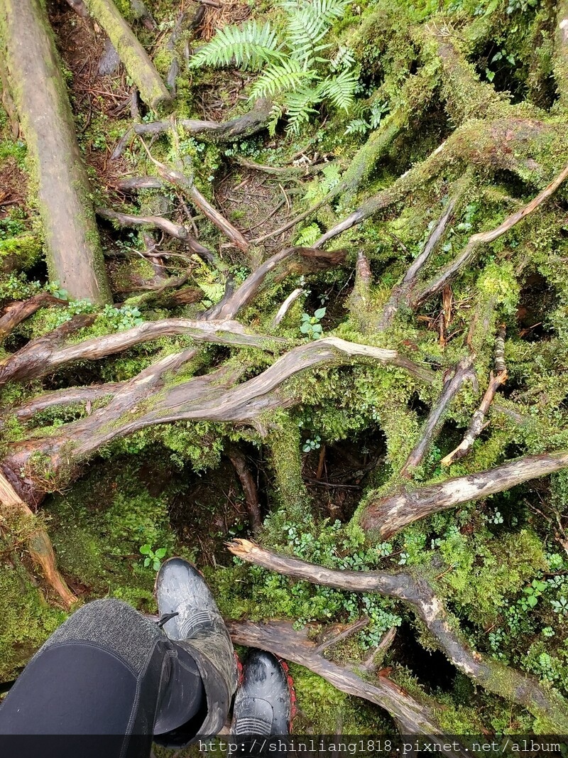 太加太來回走 親子登山 登山 加羅湖 加羅湖北池