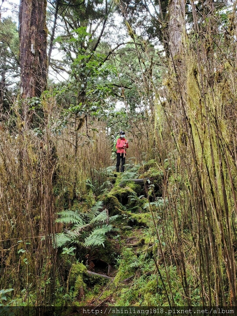 太加太來回走 親子登山 登山 加羅湖 加羅湖北池