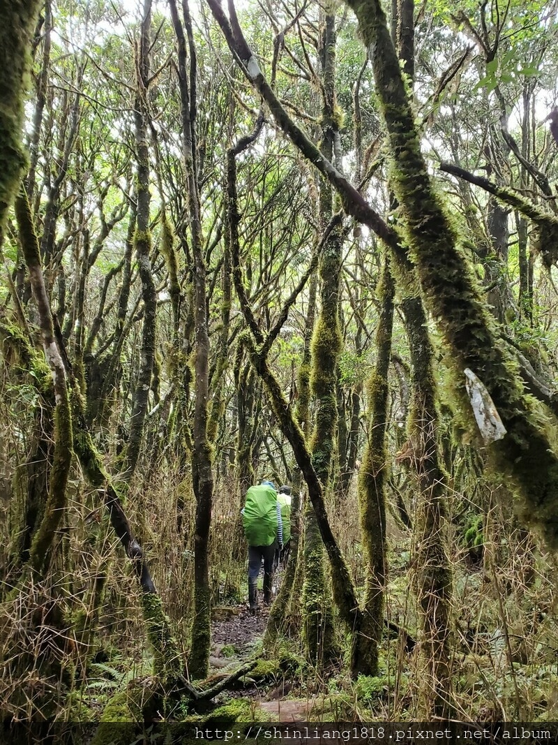 太加太來回走 親子登山 登山 加羅湖 加羅湖北池