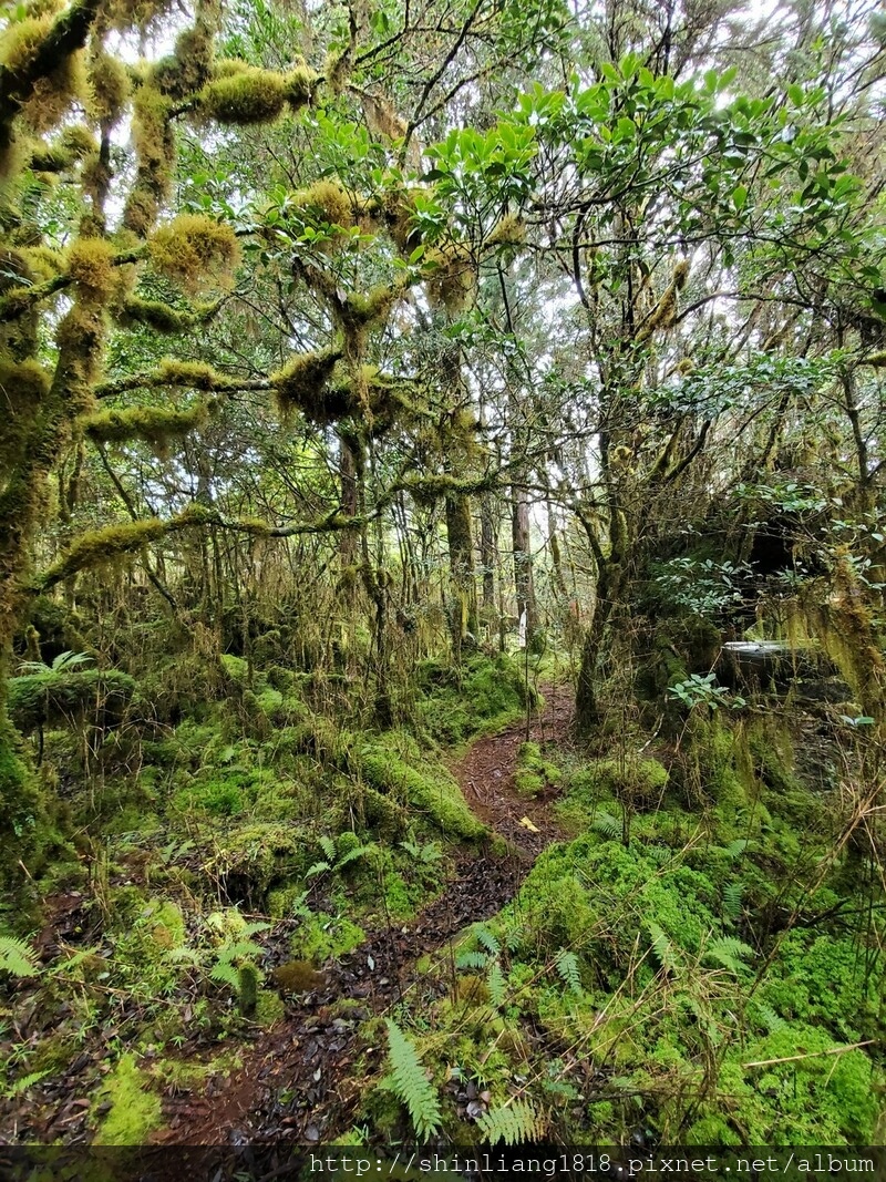 太加太來回走 親子登山 登山 加羅湖 加羅湖北池