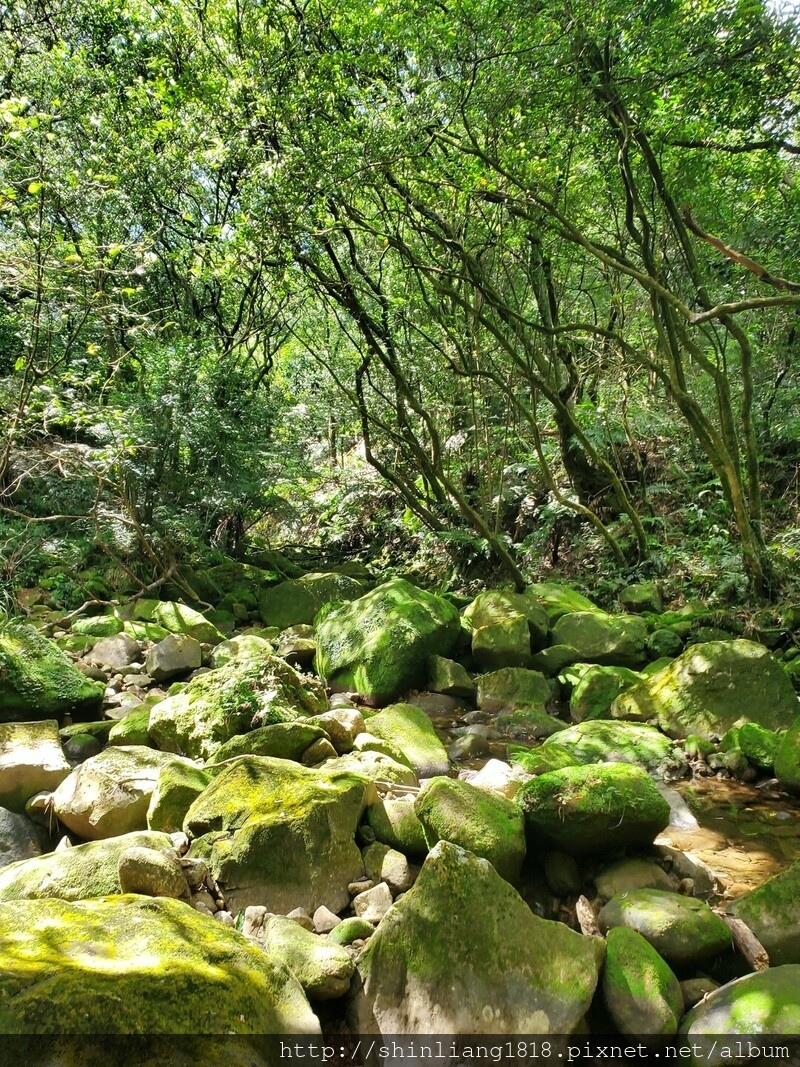 陽明山 親子登山 陽明山草原秘境 健腳級行程 擎天崗