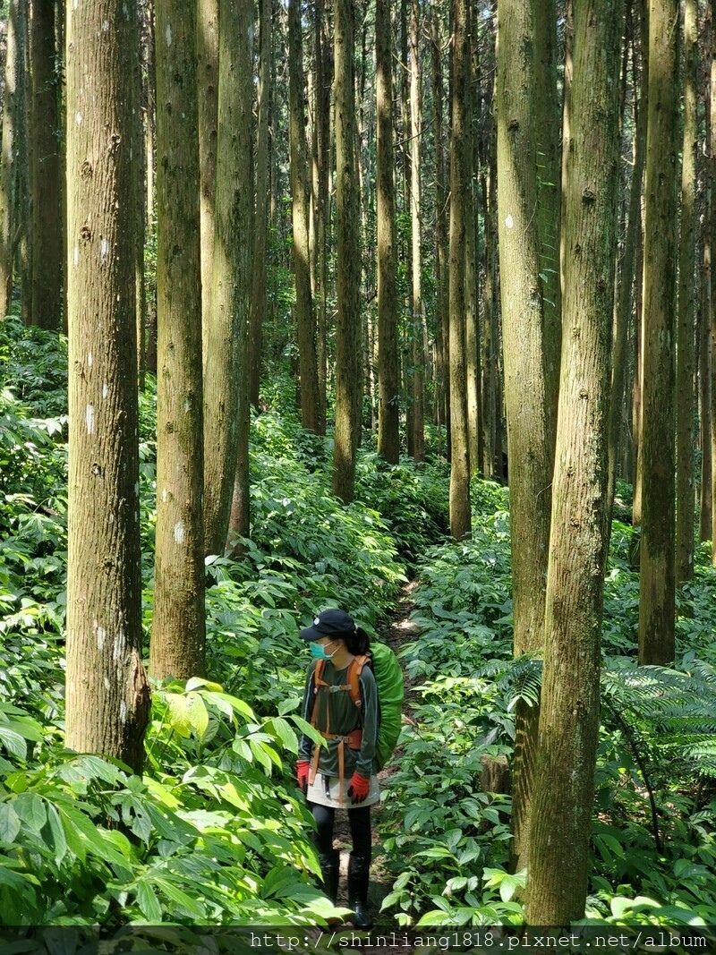 向天湖 向天湖山 光天高山 南庄 親子登山