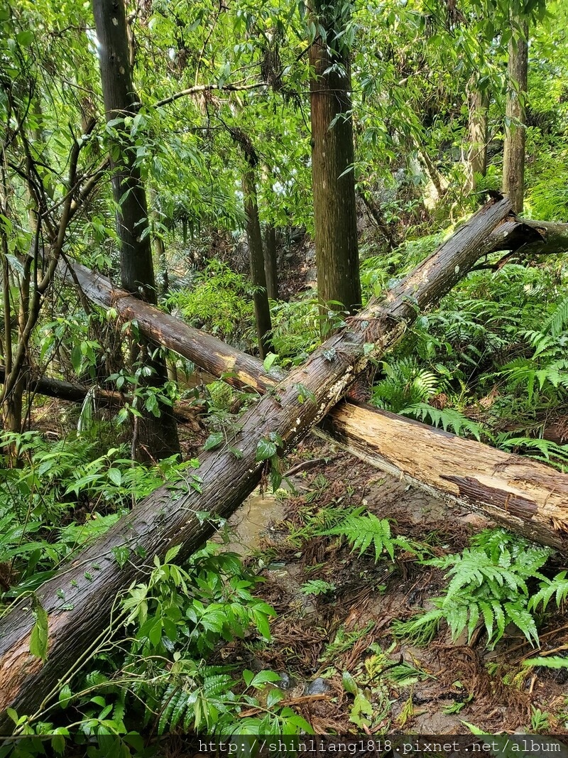 向天湖 向天湖山 光天高山 南庄 親子登山