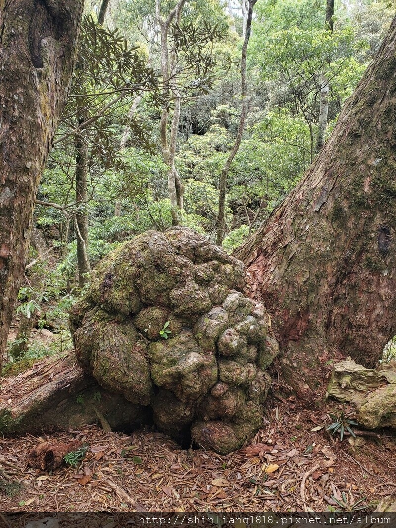 拉拉山 夫婦山 親子登山 登山 夫拉緃走