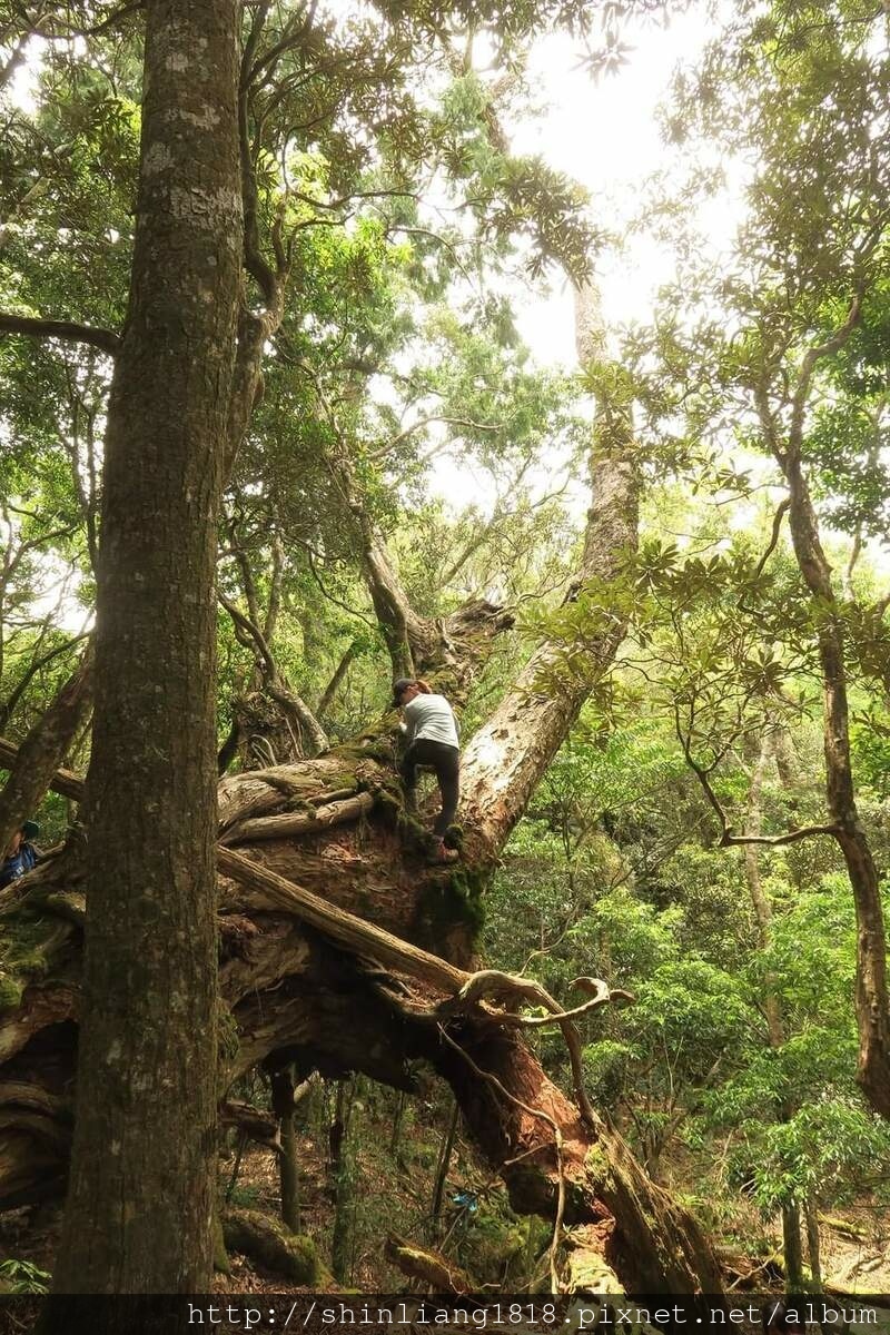 拉拉山 夫婦山 親子登山 登山 夫拉緃走