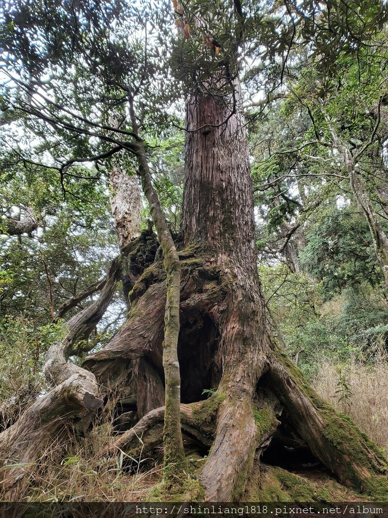 拉拉山 夫婦山 親子登山 登山 夫拉緃走