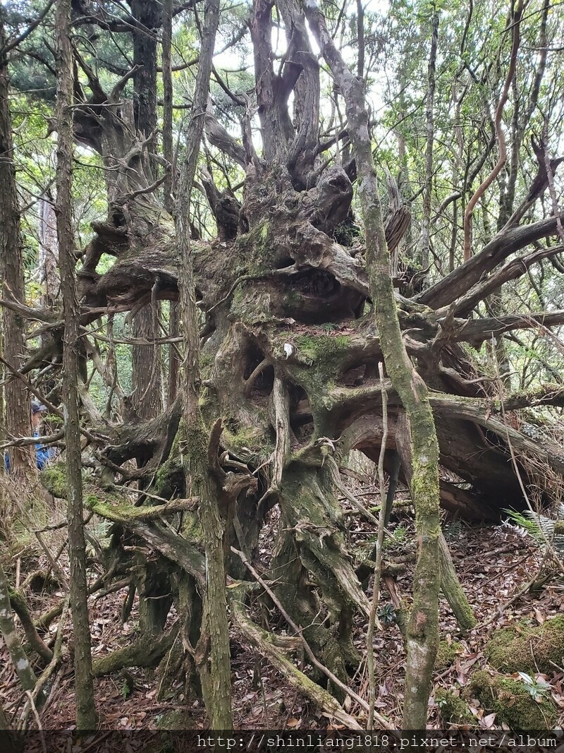 拉拉山 夫婦山 親子登山 登山 夫拉緃走