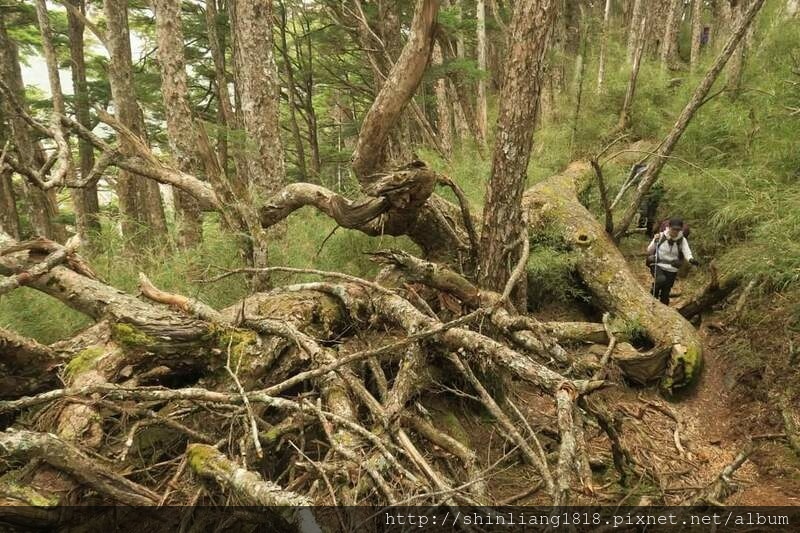 大霸尖山 大霸北稜 小霸尖山 親子登山 新竹