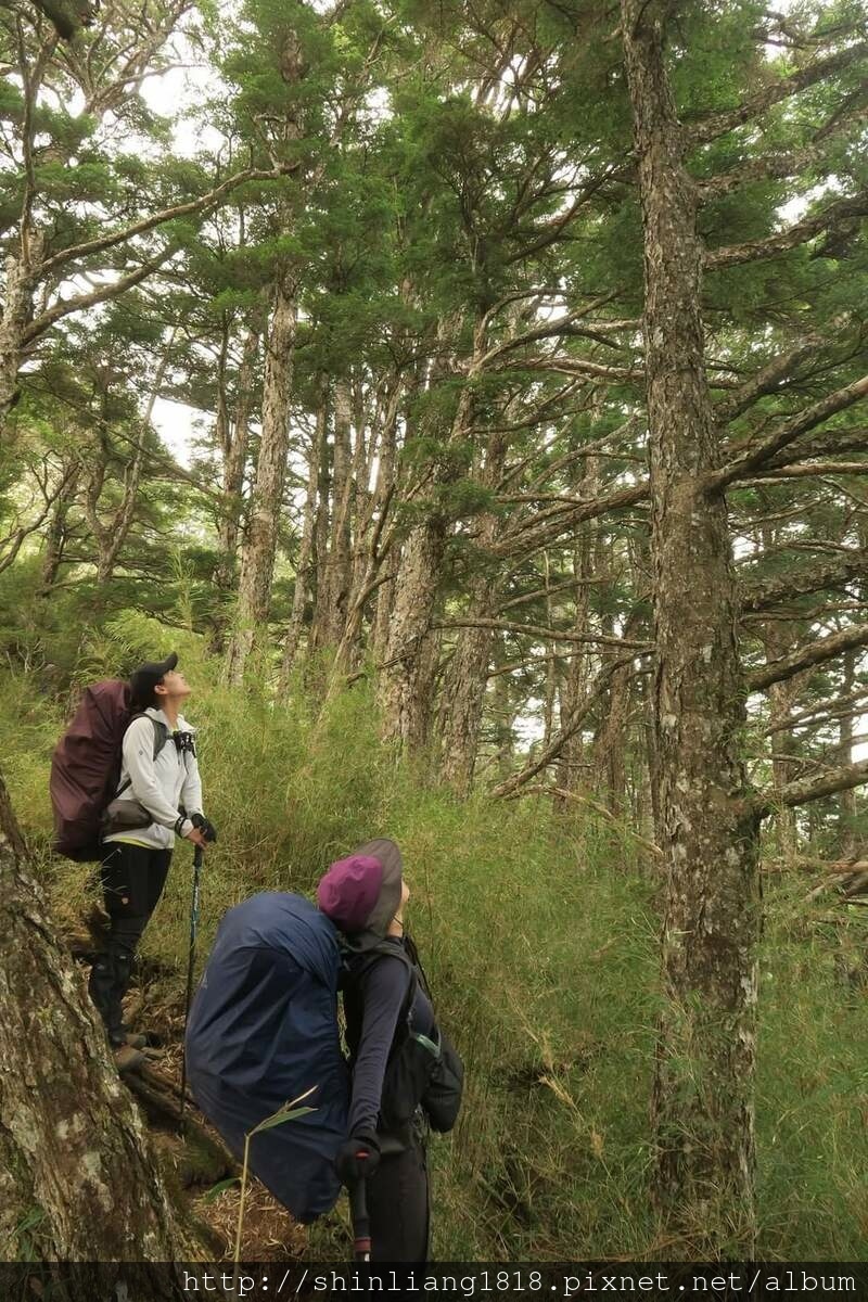 大霸尖山 大霸北稜 小霸尖山 親子登山 新竹