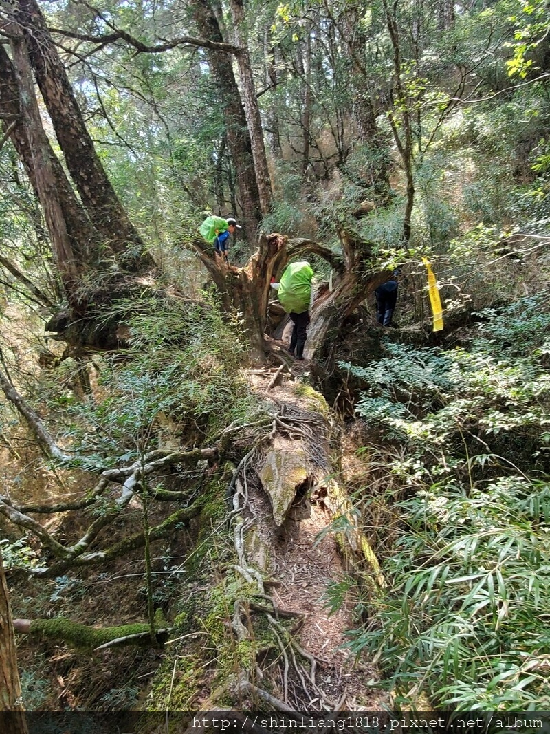 登山 親子登山 大霸尖山 小霸尖山 加利山