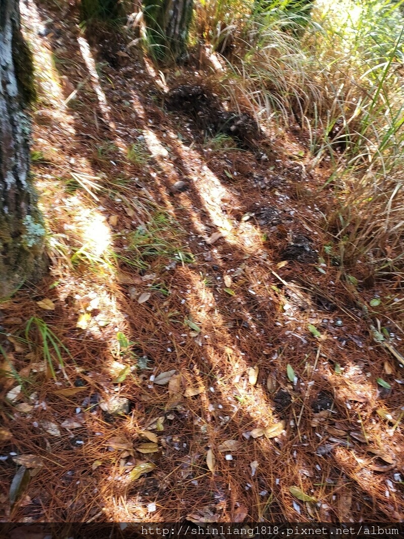 親子登山 登山 平多緃走 霧淞 元旦假期