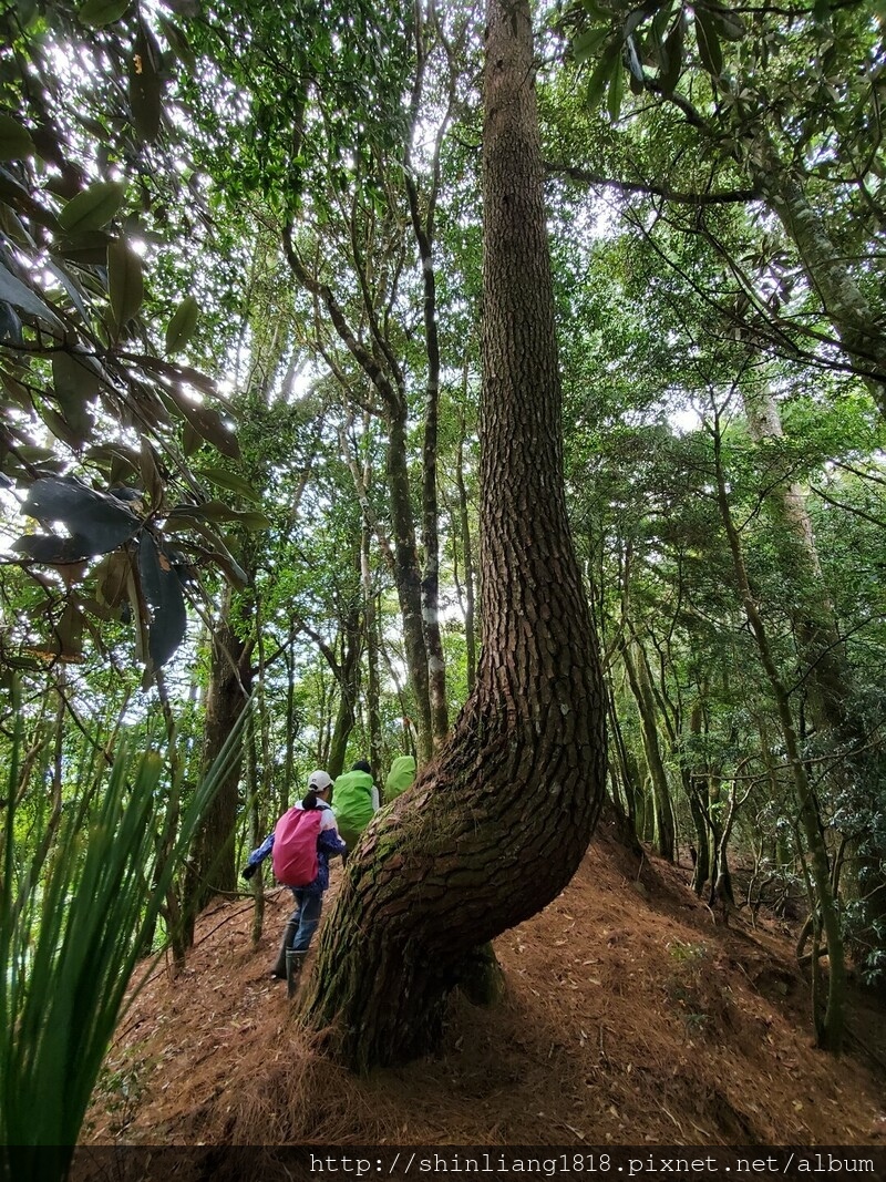 新竹 五峰 麥巴來山 親子登山 登山