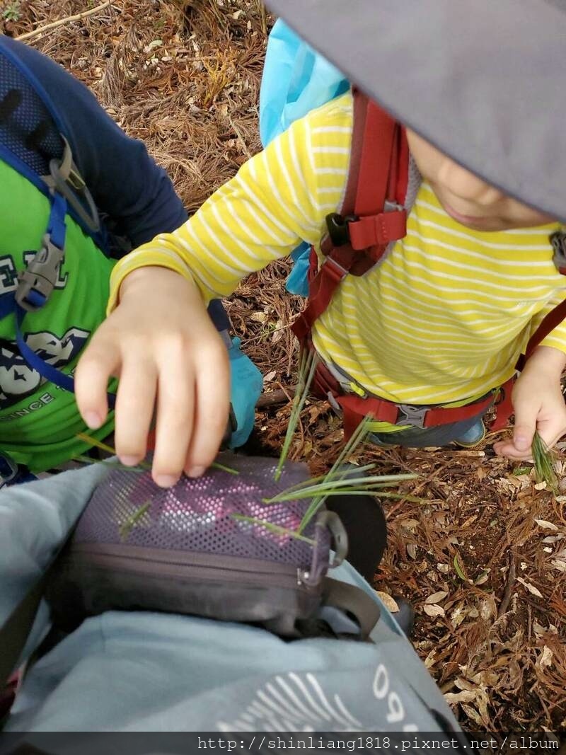 新竹 五峰 麥巴來山 親子登山 登山