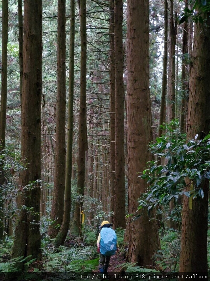 新竹 五峰 麥巴來山 親子登山 登山