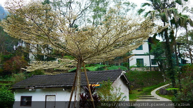 桃米村 青蛙導覽 三茅屋 紙教堂 南投