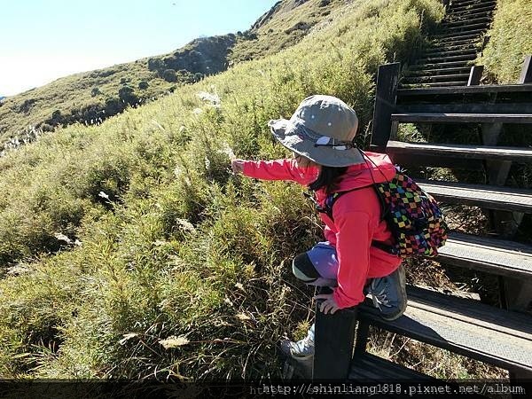 AVIS安維斯租車 休閒露營車 蛋爸與花媽 露營車體驗 福斯露營車