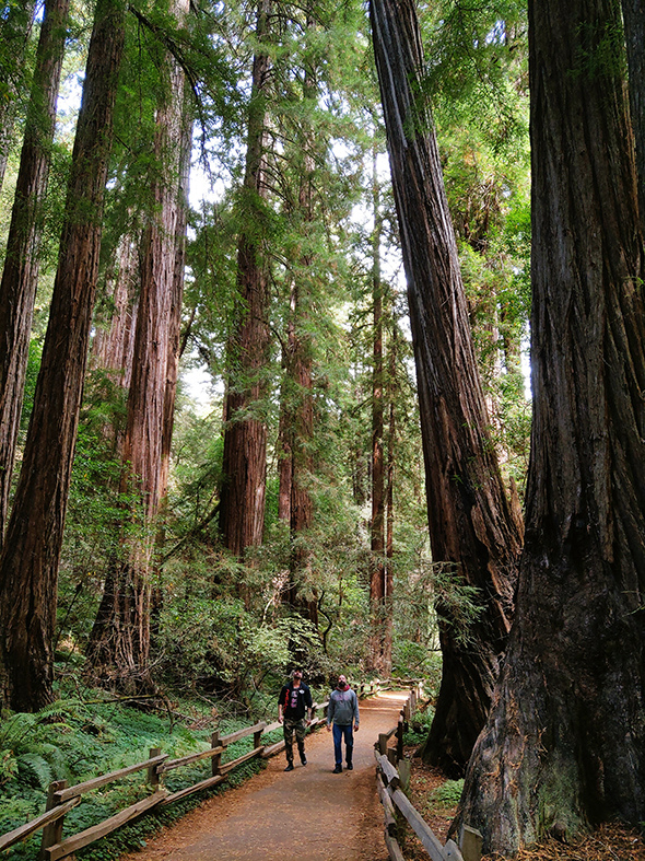 美國自駕旅行07 風中的早晨の穆爾森林