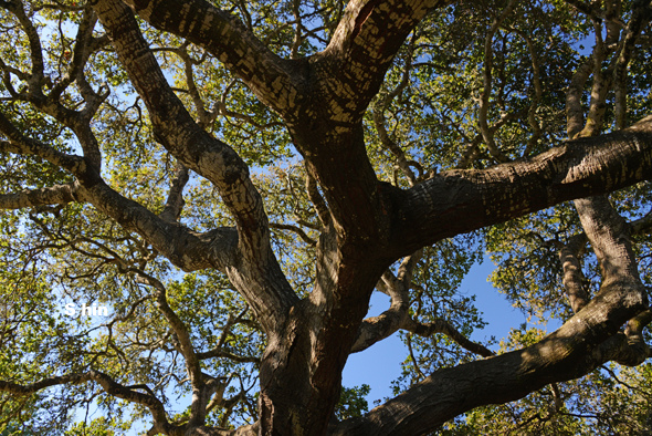 美國自駕旅行08 萬翼囂囂如女巫鬧節之卡梅爾小鎮
