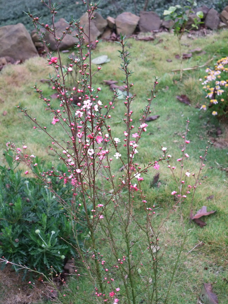 DSCF1130.jpg