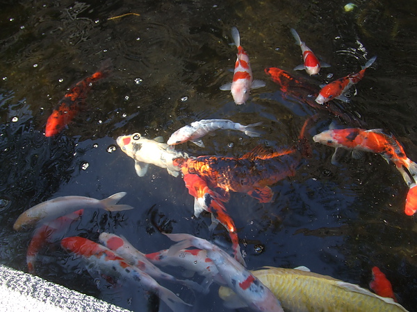 妮可花園9