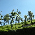 Munnar/ 木納