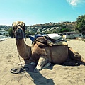 博德魯姆Bodrum-駱駝沙灘(Camel Beach)