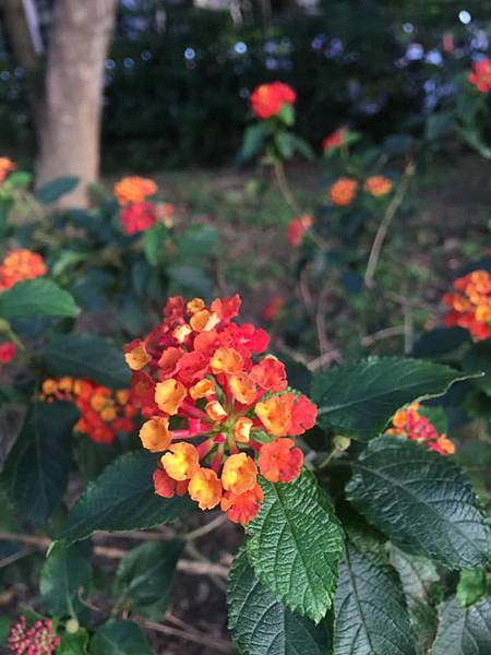 83944460_1740546202743588_6583662360521605120_n.jpeg 83944460_1740546202743588_6583662360521605120_n.jpeg