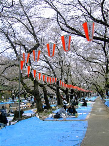 一塊一塊的方布,大家井水不犯河水,上野公園這個點真是大熱門