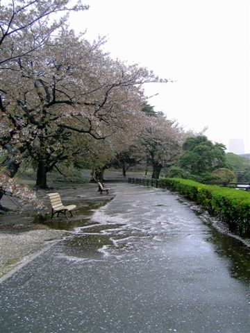 其他的都被雨打下來