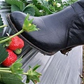 真的是『踩』草莓