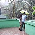 下午動物園突然的大雨
