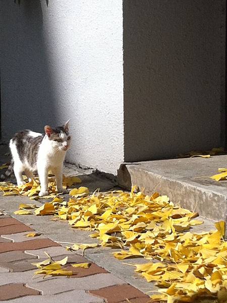 連貓咪也在散步曬太陽了~