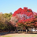 這棵好紅