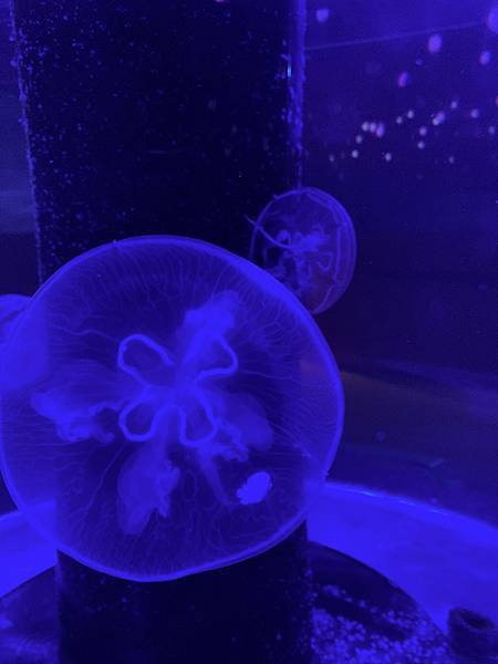 有四顆愛心的海月水母