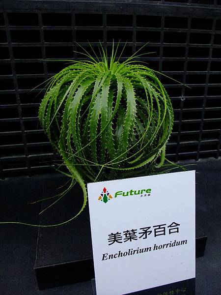 裡面很像大型植物園