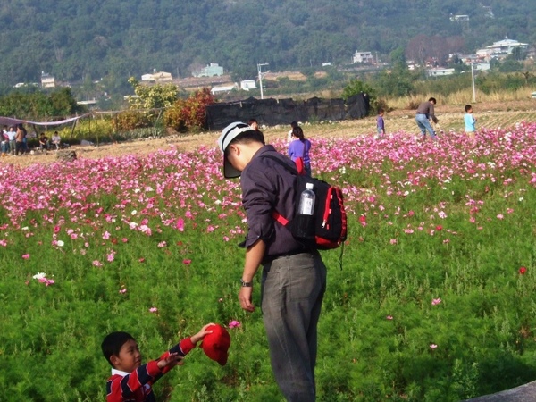 路旁的花海